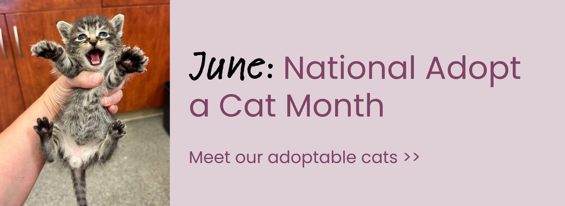 National Adopt a Cat Month